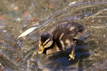 Little duckling - Free image #499033