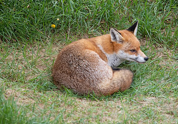 Sleeping Fox in the garden - Free image #499103