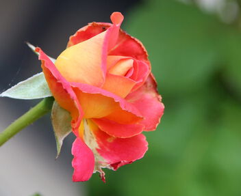 A beautiful rosebud - бесплатный image #499113