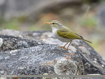 Western Crowned Warbler (Phylloscopus occipitalis) - Free image #499123