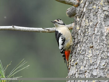 Himalayan Woodpecker (Dendrocopos himalayensis) - image gratuit #499163 