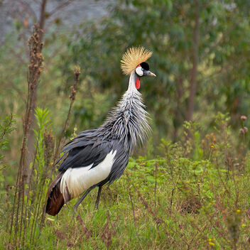 Crested Crane, Uganda - бесплатный image #499243