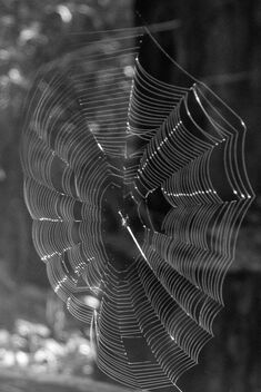 Spider Web - Free image #499273