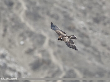 Booted Eagle (Hieraaetus pennatus) - Free image #499313