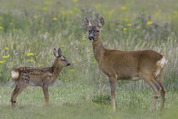 Roe Deer & Fawn - бесплатный image #499433