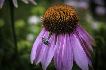 Coneflower with visitor - Free image #499563