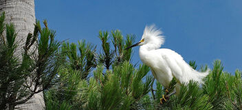 Snowy Egret in the Tree Tops - image #499583 gratis