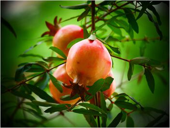 Pomegranates - image #499893 gratis