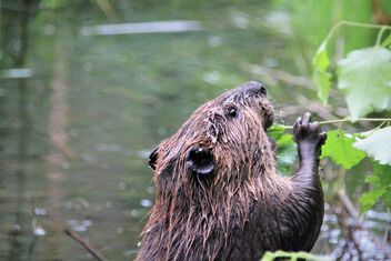 Beaverpond life in wilderness - image #500183 gratis