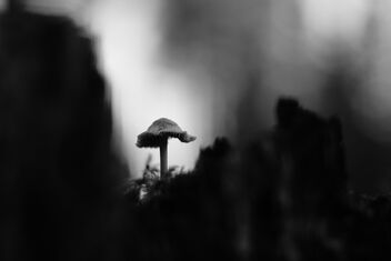 [Small Fungi 50 | 20230815-A6503043.JPG] - Free image #500353