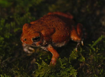 Dwarf American Toad (Bufo americanus charlesmithi) - бесплатный image #500533