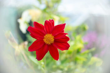 A Dahlia With a soft background - Kostenloses image #500643