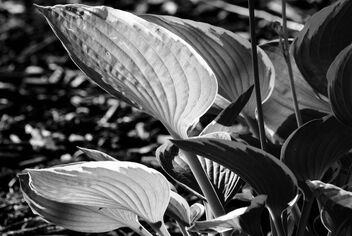 Light and Leaves - image gratuit #500783 