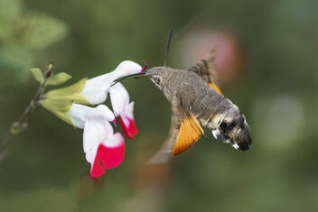 Humming-bird Hawk-moth Garden 27th September - бесплатный image #501113