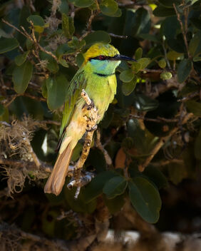 Green Bee-eater - image #501143 gratis
