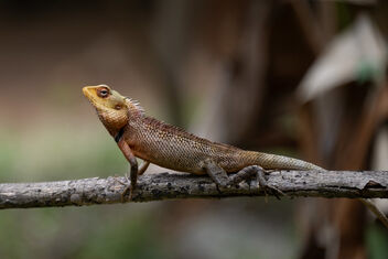 Oriental Garden Lizard - image gratuit #501173 