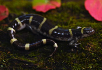 Ringed Salamander (Ambystoma annulatum) - image gratuit #501223 