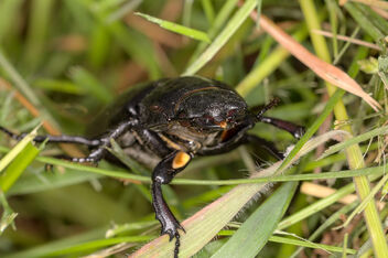 Stag beetle - image #501453 gratis