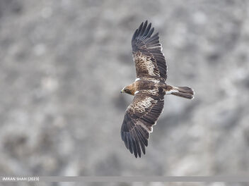 Booted Eagle (Hieraaetus pennatus) - Free image #501483
