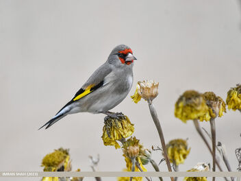 European Goldfinch (Carduelis carduelis) - image gratuit #501543 