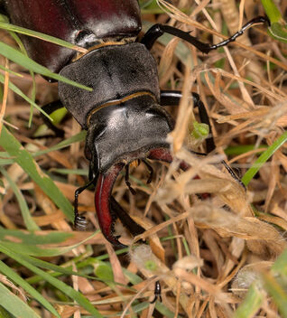 Another day, another European stag beetle - Free image #501613