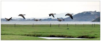 Geese in flight - Free image #501633