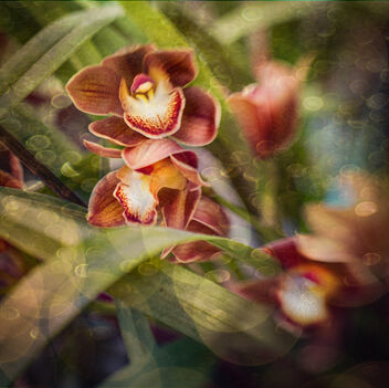 Amber Orchid - image gratuit #501983 