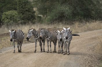 Zebra crossing - Free image #502183
