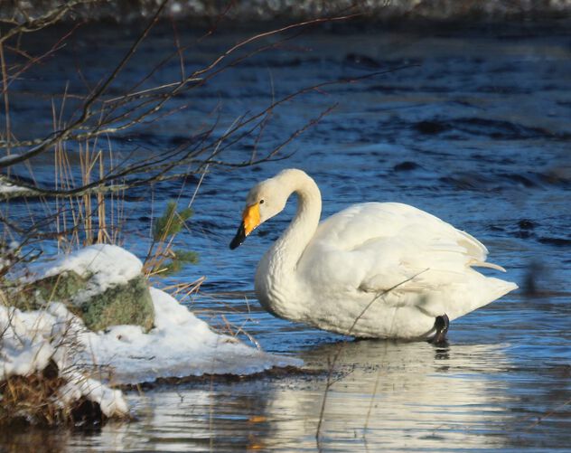 Swan on the river bank - image #502243 gratis