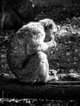 Macaque de Barbarie - Kostenloses image #502413