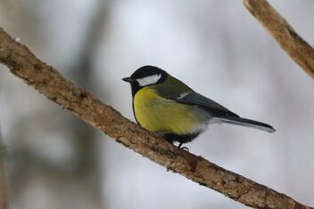 A Great tit - Free image #502763