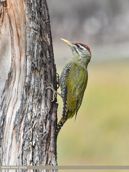 Scaly-bellied Woodpecker (Picus squamatus) - Free image #502853