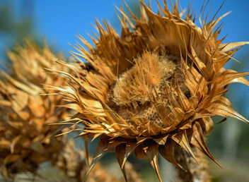 Golden Sunflower - image gratuit #503023 
