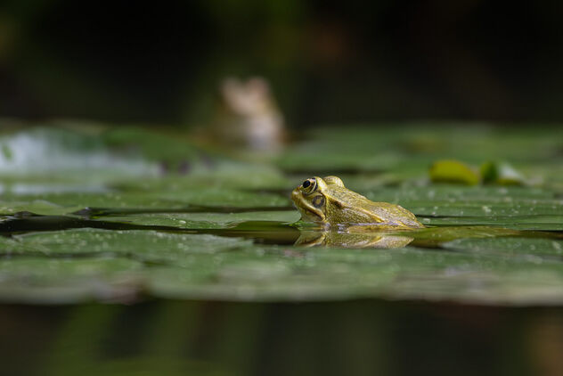 Frog at Parque Terra Nostra - image #503213 gratis