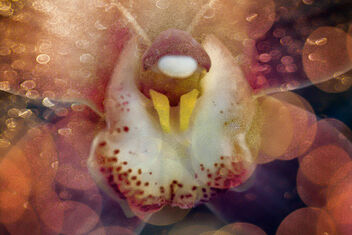 Creepy Orchid - image #503233 gratis