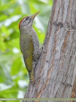 Scaly-bellied Woodpecker (Picus squamatus) - Free image #503243