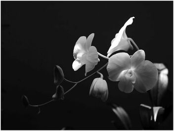 Orchids - image #503513 gratis