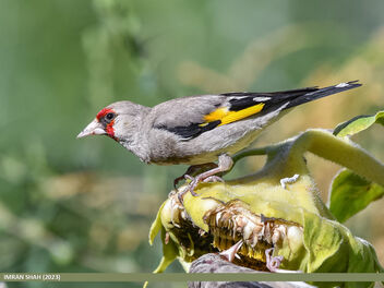 European Goldfinch (Carduelis carduelis) - Free image #503563