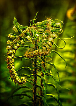 Twisted fern - image #503623 gratis