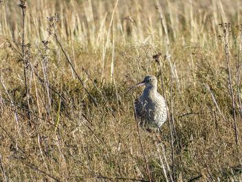 Curlew in the long grass - image #503763 gratis