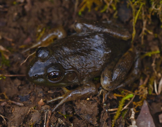 American Bullfrog (Rana catesbeiana) - бесплатный image #503953