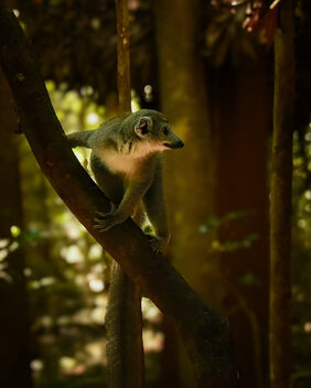 Grey Lemur - image gratuit #504043 