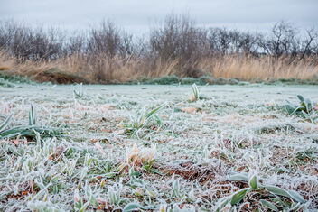 A touch of frost at the RSPB reserve - image #504113 gratis