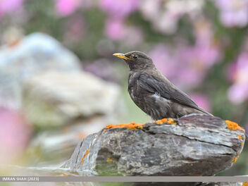 Tibetan Blackbird (Turdus maximus) - image gratuit #504463 