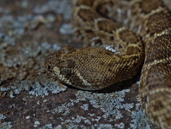 Western Diamondback Rattlesnake (Crotalus atrox) - Free image #504473