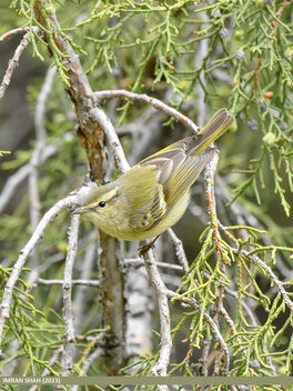Hume's Warbler (Phylloscopus humei) - Kostenloses image #504533