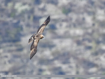 Booted Eagle (Hieraaetus pennatus) - Kostenloses image #504673