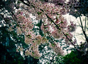 Cherry Blossom - image gratuit #504903 