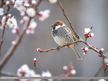 Spanish Sparrow (Passer hispaniolensis) - бесплатный image #505053