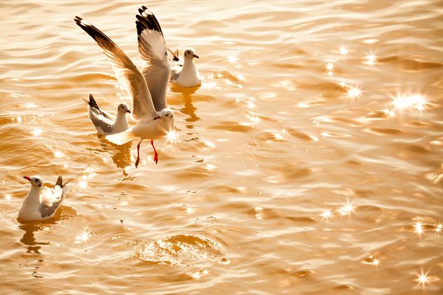 Seagulls on shining water - image #136323 gratis